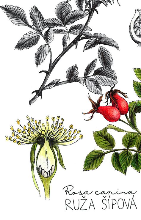 Botanická ilustrácia jahody obyčajnej zobrazujúca listy, kvety, plody a systém poplazov