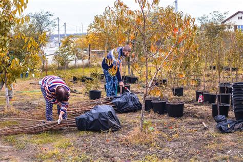 Ilustrácia rôznych druhov okrasných stromov a kríkov vhodných na jesennú výsadbu.