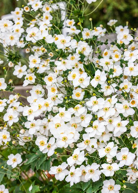 Veternica 'Honorine Jobert' s charakteristickými bielymi kvetmi.