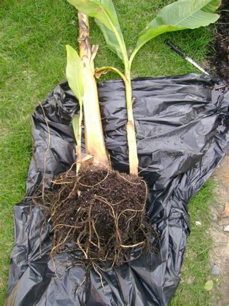 Detailný pohľad na koreňový bal rastliny pripravený na výsadbu.