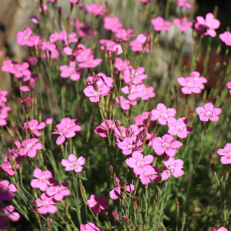 Porovnávacia infografika kvetov klinčeka peristého - biely, ružový a vínovo ružový kultivar