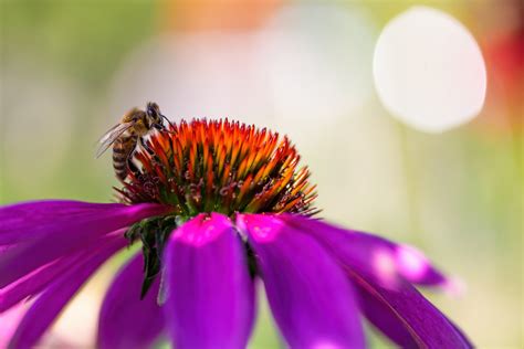 Makro fotografia trichómov na kvete konope