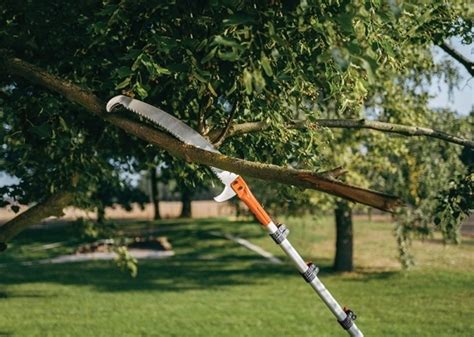 ilustračné foto: záhradník reže konáre na strome teleskopickou pílkou zo zeme