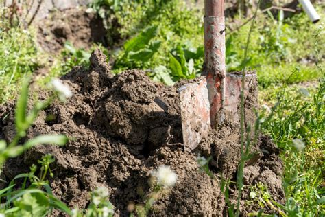 fotografia hustého porastu zeleného hnojenia na záhone