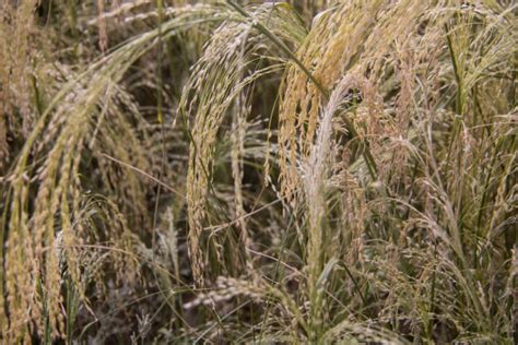 Detailná fotografia klasov a semien miličky habešskej (teff)