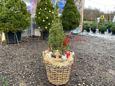 Tematické foto: smrek v kvetináči s vianočnými ozdobami