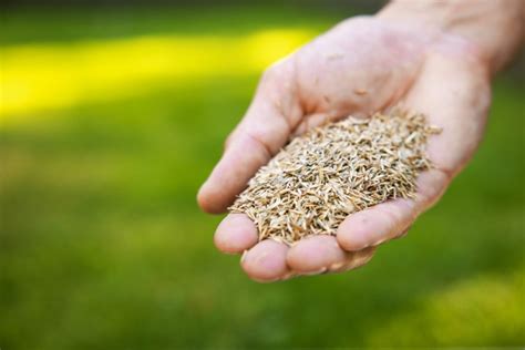Schéma znázorňujúca výber vhodného typu trávneho osiva podľa zaťaženia plochy