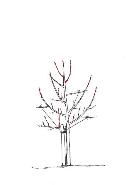 Ilustrácia výchovného rezu mladého ovocného stromčeka