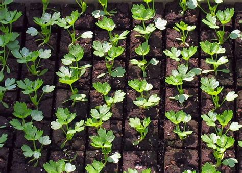 Fotografia sadeníc zeleru v sadbovači