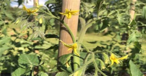 Schéma správnej hlbokej výsadby paradajky s oporou