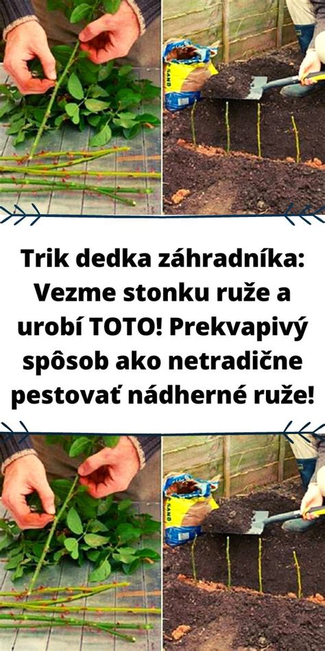 Infografika: Ako prebieha farbenie rezanej ruže cez stonku