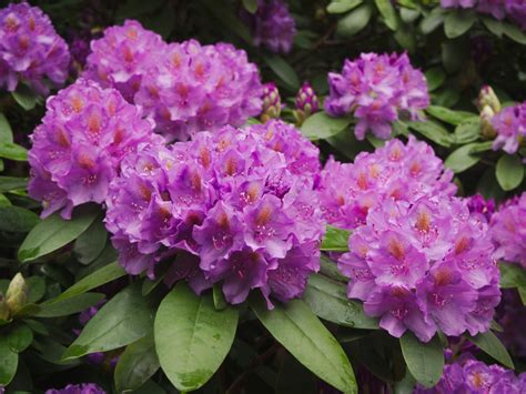 rododendron zazimovaný mulčom a čečinou