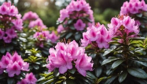 výber rôznych odrôd rododendronov a azaliek