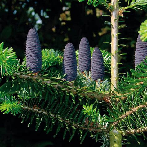 Detail ihlíc a šišiek jedle kórejskej