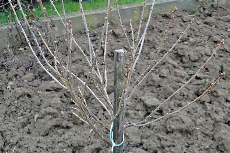 Schéma rezu mladého broskyňového stromu