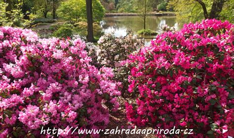 Detailný záber na kvitnúce rododendrony a azalky v jarnom období.