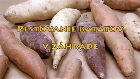 Schéma nutričného zloženia batátov v porovnaní s bežnými zemiakmi