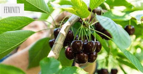 Ilustrácia rôznych druhov čerešní s ich plodmi.