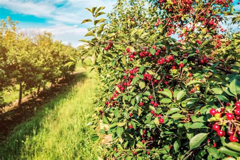 Ilustrácia správneho letného rezu čerešne.