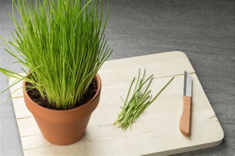 Pažítka pestovaná v črepníku na okne