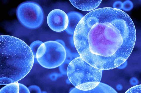 Schéma rôznych typov špecializovaných buniek v tele