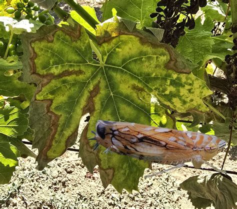 ilustrácia listov viniča s typickými príznakmi peronospóry