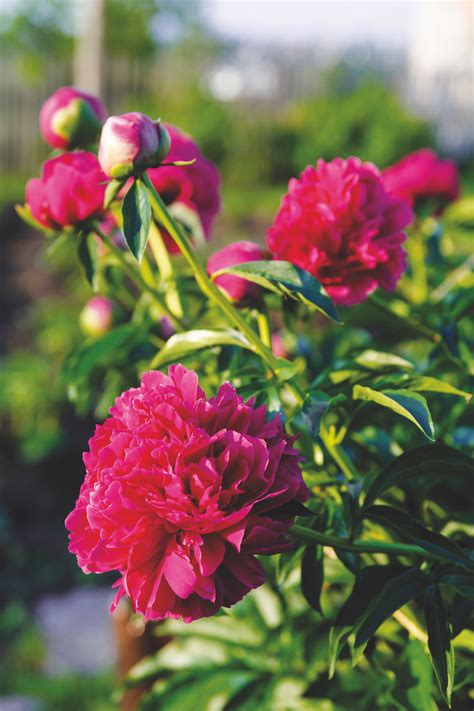 Záber do interiéru kvetinárstva Pivonka s dôrazom na aranžmány a dekoratívne detaily