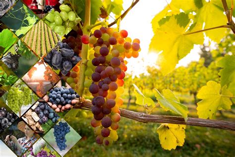 Rôzne druhy hrozna a hrozienok