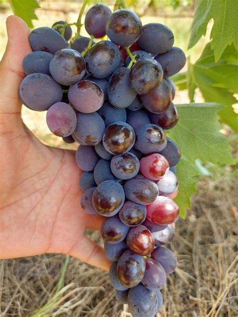 Detailné foto: Bobule bezsemennej odrody Faith Seedless