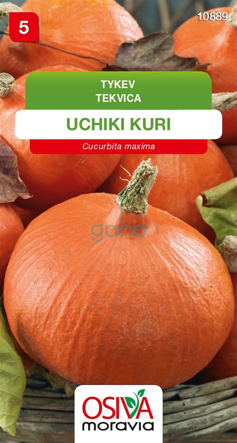 Tekvica odrody Uchiki Kuri s lesklou oranžovou šupkou