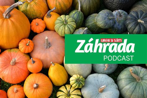 Zber a skladovanie tekvíc na vetranom mieste