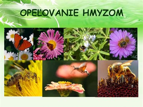 Schéma procesu opeľovania kvetov hmyzom