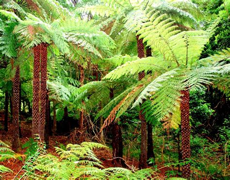 The Dicksonia antarctica fern in its natural rainforest habitat