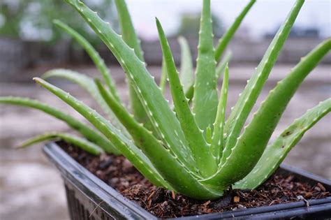 Tematické foto aloe vera v interiéri