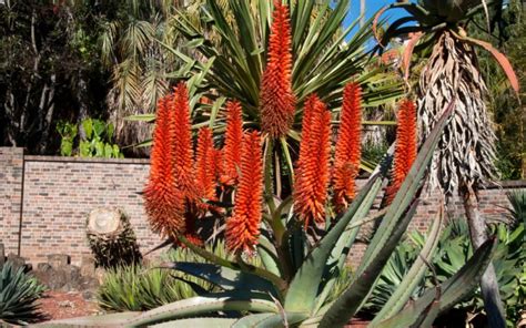 Schéma vrstvenia substrátu a drenáže v kvetináči pre aloe vera