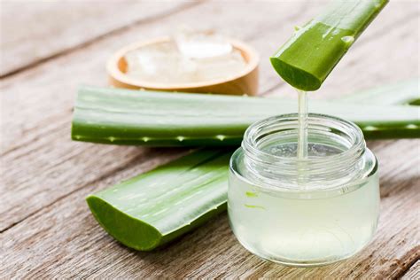 Ilustrácia rozmnožovania aloe vera odnožami a listovými odrezkami