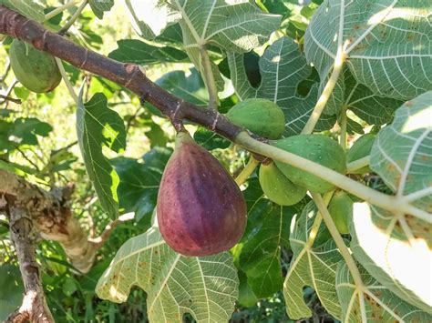 Tematické foto figovníka 'Peretta' v zime s ochranou