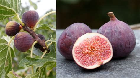 Nákres alebo foto mulčovania koreňov figovníka