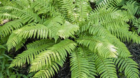 Suchomilné rastliny v štrkovom záhone