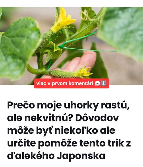 Infografika: Fázy rastu uhorky a potreba živín