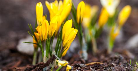 Ilustračná fotografia rôznych jarných cibuľovín ako tulipány, narcisy a krokusy.