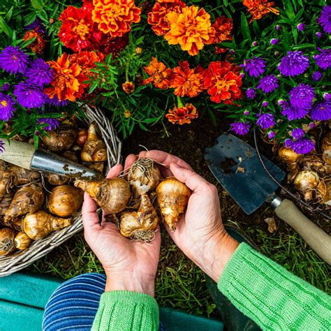 Schéma znázorňujúca ideálne slnečné stanovište pre jarné cibuľoviny s dobrou drenážou pôdy.