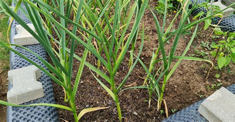 Infografika znázorňujúca správny postup výsadby cibuľky - od kopania jamky po zálievku.