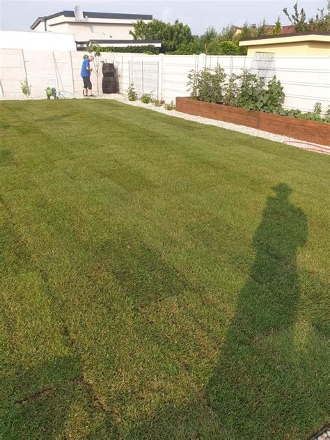 Fotografia sviežeho, čerstvo položeného trávneho koberca v rodinnej záhrade