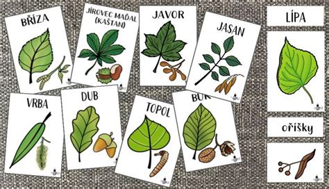 Ukážka rôznych odrôd moruší vrátane plodov a celkového vzhľadu stromu