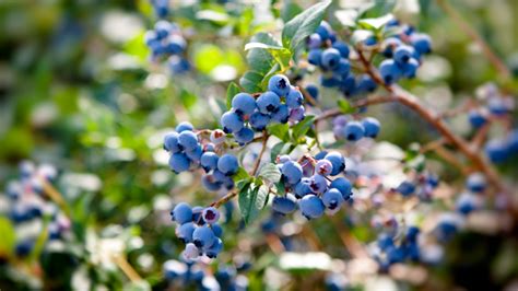 Tematické foto čučoriedok a púčikov