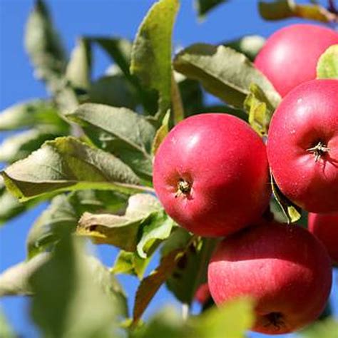 Detail jablone s odolnými plodmi