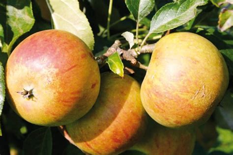 Staré odrody jabloní na stromoch v sade