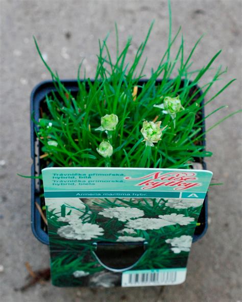 Rôzne druhy letných trvaliek v záhradnom centre