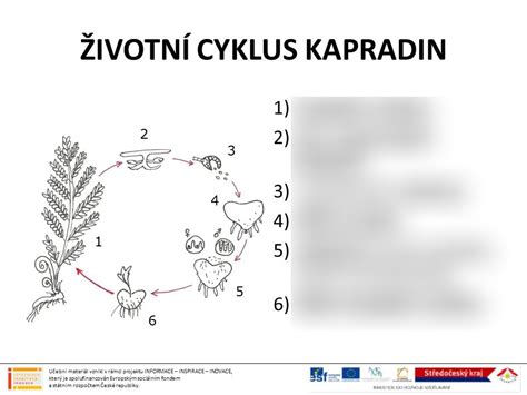 Diagram zobrazujúci správny cyklus zálievky sukulentov: úplne suchý substrát pred zálievkou.